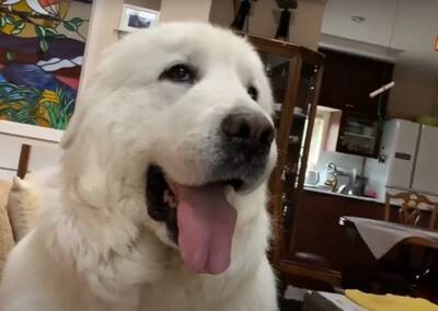 超大型犬が『大嫌いな雷』に怯えてしまった結果…まさかの『家族へのSOS』がとんでもないギャップだと65万再生「体大きくても怖いよね」