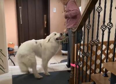 超大型犬が『大嫌いな雷』に怯えてしまった結果…まさかの『家族へのSOS』がとんでもないギャップだと65万再生「体大きくても怖いよね」