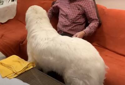 超大型犬が『大嫌いな雷』に怯えてしまった結果…まさかの『家族へのSOS』がとんでもないギャップだと65万再生「体大きくても怖いよね」