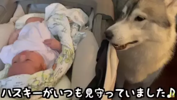 赤ちゃんが『生まれた瞬間から大型犬と過ごした』結果…まさかの『野生化』する光景が12万再生「もののけ姫みたいｗ」「可愛いの大渋滞」