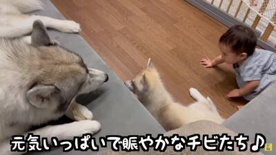 赤ちゃんが『生まれた瞬間から大型犬と過ごした』結果…まさかの『野生化』する光景が12万再生「もののけ姫みたいｗ」「可愛いの大渋滞」