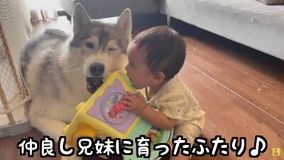 赤ちゃんが『生まれた瞬間から大型犬と過ごした』結果…まさかの『野生化』する光景が12万再生「もののけ姫みたいｗ」「可愛いの大渋滞」