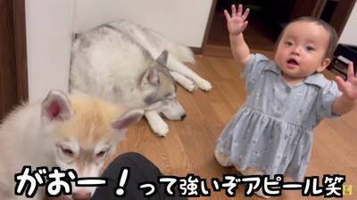 赤ちゃんが『生まれた瞬間から大型犬と過ごした』結果…まさかの『野生化』する光景が12万再生「もののけ姫みたいｗ」「可愛いの大渋滞」