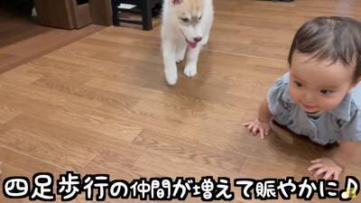 赤ちゃんが『生まれた瞬間から大型犬と過ごした』結果…まさかの『野生化』する光景が12万再生「もののけ姫みたいｗ」「可愛いの大渋滞」