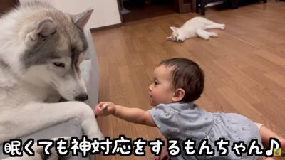 赤ちゃんが『生まれた瞬間から大型犬と過ごした』結果…まさかの『野生化』する光景が12万再生「もののけ姫みたいｗ」「可愛いの大渋滞」