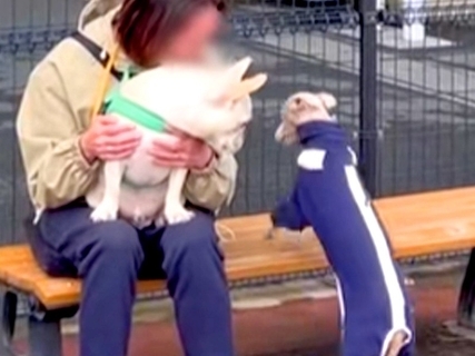 『悪質な割り込みの手口…』知らない人でも気にせず、上に乗る犬→強引すぎる『まさかの行動』がSNSで話題「手慣れてて草」と79万再生