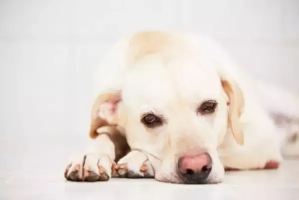 犬が不安になってしまう『飼い主の行動』５選　愛犬に精神的負荷がかかるタブー行為や改善策まで