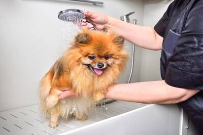 『シャワーが好きな犬』がみせる行動6つ　なぜお風呂が好きなの？嫌がるワンコにできる工夫までご紹介