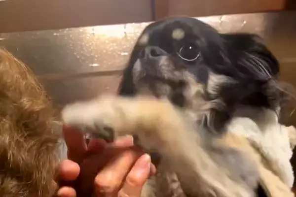 92歳のおばあちゃんにチワワを見せ『犬種はなに？』と質問した結果…想像を超える『まさかの勘違い』に爆笑「かっこいい」「チだけ合ってて草」