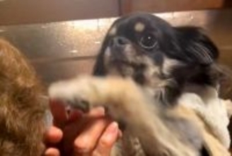 92歳のおばあちゃんにチワワを見せ『犬種はなに？』と質問した結果…想像を超える『まさかの勘違い』に爆笑「かっこいい」「チだけ合ってて草」