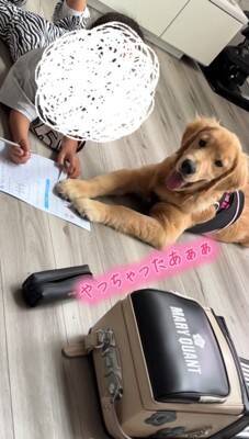 小学校から帰り、宿題をする女の子→大型犬が『早く構って』と待ちきれなくなり…尊い光景が43万再生「宿題できないｗ」「可愛い家庭教師」