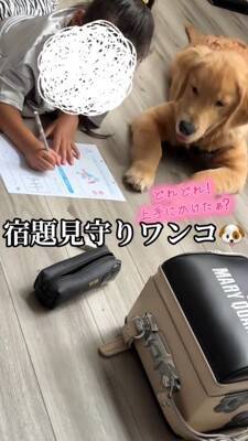 小学校から帰り、宿題をする女の子→大型犬が『早く構って』と待ちきれなくなり…尊い光景が43万再生「宿題できないｗ」「可愛い家庭教師」