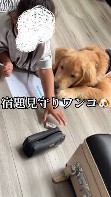 小学校から帰り、宿題をする女の子→大型犬が『早く構って』と待ちきれなくなり…尊い光景が43万再生「宿題できないｗ」「可愛い家庭教師」