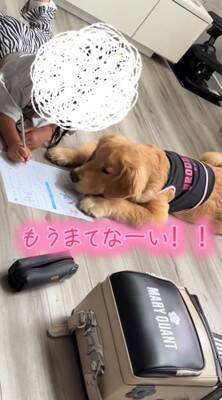 小学校から帰り、宿題をする女の子→大型犬が『早く構って』と待ちきれなくなり…尊い光景が43万再生「宿題できないｗ」「可愛い家庭教師」