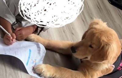 小学校から帰り、宿題をする女の子→大型犬が『早く構って』と待ちきれなくなり…尊い光景が43万再生「宿題できないｗ」「可愛い家庭教師」