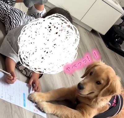 小学校から帰り、宿題をする女の子→大型犬が『早く構って』と待ちきれなくなり…尊い光景が43万再生「宿題できないｗ」「可愛い家庭教師」