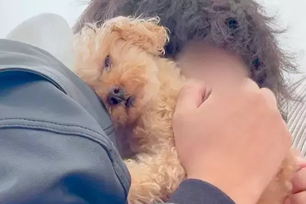 1週間、実家に犬を預けた結果→再会した瞬間に…相思相愛な『おかえりなさい！』が泣けてくると19万再生「涙が出た…」「無限に見れる」と絶賛