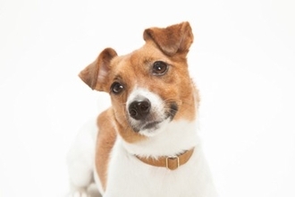 犬につける『首輪・ハーネス』どちらを選ぶべき？それぞれのメリットやデメリットまで