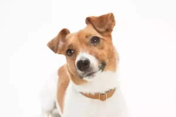 犬につける『首輪・ハーネス』どちらを選ぶべき？それぞれのメリットやデメリットまで
