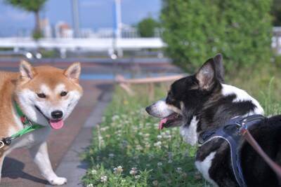 犬につける『首輪・ハーネス』どちらを選ぶべき？それぞれのメリットやデメリットまで