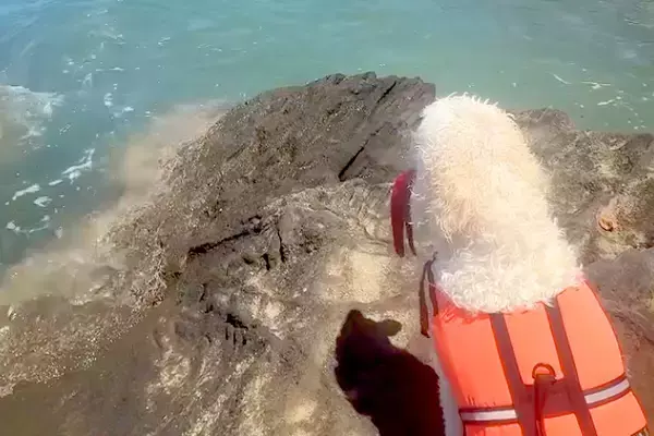 海水浴を楽しんでいたら、大型犬が『ママが危ないかもしれない』と勘違いして…愛を感じる『救出の光景』が56万再生「かっこいい」「愛おしい」