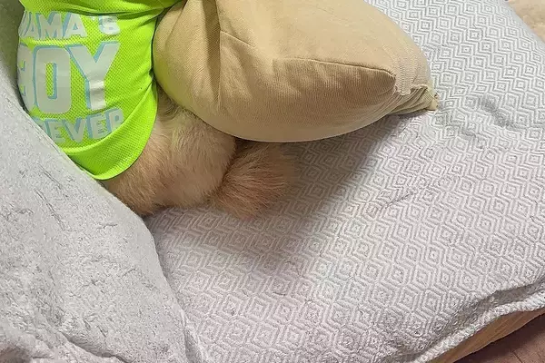 映画『タイタニック』を鑑賞中、犬を散歩に誘った結果→『喜ぶかな』と思ったら…まさかの光景に反響「めっちゃ見てて草」「絶対内容把握してるｗ」