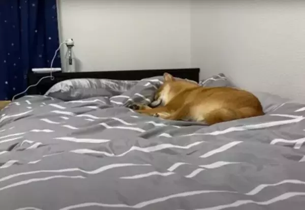 爆睡中の犬に『散歩』と言ったらどうなる？　850万回再生を記録した可愛すぎる反応「人間みたい笑」「玄関で待ってんのヤバイ」