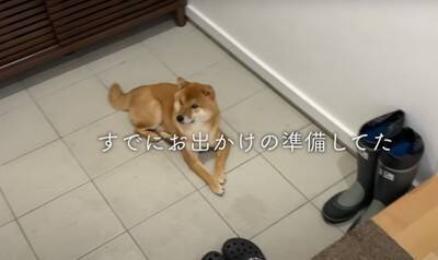 爆睡中の犬に『散歩』と言ったらどうなる？　850万回再生を記録した可愛すぎる反応「人間みたい笑」「玄関で待ってんのヤバイ」