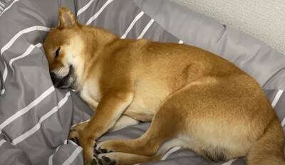 爆睡中の犬に『散歩』と言ったらどうなる？　850万回再生を記録した可愛すぎる反応「人間みたい笑」「玄関で待ってんのヤバイ」