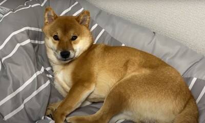 爆睡中の犬に『散歩』と言ったらどうなる？　850万回再生を記録した可愛すぎる反応「人間みたい笑」「玄関で待ってんのヤバイ」