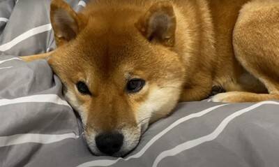 爆睡中の犬に『散歩』と言ったらどうなる？　850万回再生を記録した可愛すぎる反応「人間みたい笑」「玄関で待ってんのヤバイ」