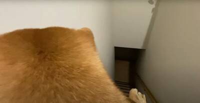 爆睡中の犬に『散歩』と言ったらどうなる？　850万回再生を記録した可愛すぎる反応「人間みたい笑」「玄関で待ってんのヤバイ」