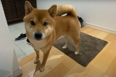 爆睡中の犬に『散歩』と言ったらどうなる？　850万回再生を記録した可愛すぎる反応「人間みたい笑」「玄関で待ってんのヤバイ」