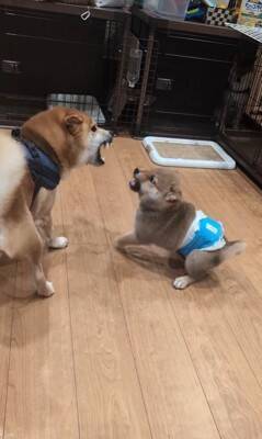 生後77日の赤ちゃん犬がパパ犬と『親子喧嘩』をした結果…個性が爆発している『まさかの展開』が35万再生「爆笑したｗｗ」「最高」と大絶賛