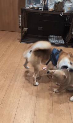 生後77日の赤ちゃん犬がパパ犬と『親子喧嘩』をした結果…個性が爆発している『まさかの展開』が35万再生「爆笑したｗｗ」「最高」と大絶賛