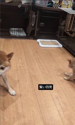 生後77日の赤ちゃん犬がパパ犬と『親子喧嘩』をした結果…個性が爆発している『まさかの展開』が35万再生「爆笑したｗｗ」「最高」と大絶賛