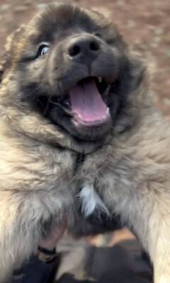 大型犬の赤ちゃんを抱っこして撮影→数年後『全く同じ撮り方』をしてみた結果…「撮り方が天才」「面白すぎるｗｗ」まさかの光景が話題に