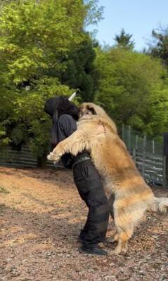 大型犬の赤ちゃんを抱っこして撮影→数年後『全く同じ撮り方』をしてみた結果…「撮り方が天才」「面白すぎるｗｗ」まさかの光景が話題に