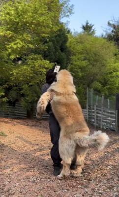 大型犬の赤ちゃんを抱っこして撮影→数年後『全く同じ撮り方』をしてみた結果…「撮り方が天才」「面白すぎるｗｗ」まさかの光景が話題に