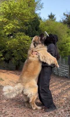 大型犬の赤ちゃんを抱っこして撮影→数年後『全く同じ撮り方』をしてみた結果…「撮り方が天才」「面白すぎるｗｗ」まさかの光景が話題に