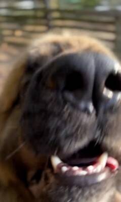 大型犬の赤ちゃんを抱っこして撮影→数年後『全く同じ撮り方』をしてみた結果…「撮り方が天才」「面白すぎるｗｗ」まさかの光景が話題に