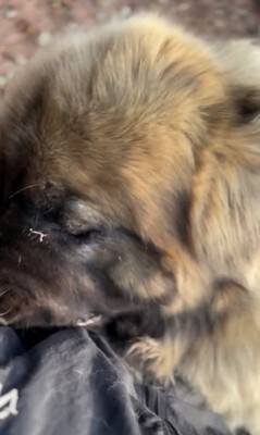 大型犬の赤ちゃんを抱っこして撮影→数年後『全く同じ撮り方』をしてみた結果…「撮り方が天才」「面白すぎるｗｗ」まさかの光景が話題に