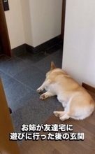 娘が『犬のいる友人宅』に遊びに行った結果→帰ってきた瞬間に…まさかの『可愛すぎる取り調べ』が9万再生「尋問で草」「ヤキモチやいてるｗ」