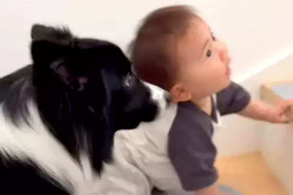 赤ちゃんが階段を登った結果→犬がすぐ後ろについて行き…まるで見守っているかのような『まさかの行動』に反響「頼もしくてかわいいガードマン」