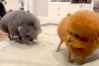 アニメキャラのような犬たちを『公園で散歩させた』結果→目撃した人々が…思わず笑顔になる光景が31万再生「ぜひ遭遇したい」「吹いたｗｗ」