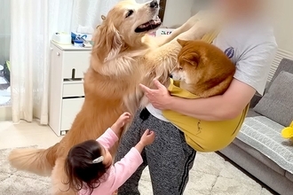 豆柴を抱っこしていたら、1歳の女の子と大型犬が『羨ましい』と訴えて…可愛すぎる『赤ちゃん返りの瞬間』が10万再生「なんて平和な家族…」