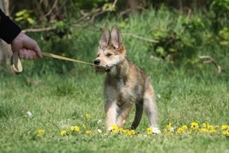 犬が『散歩中に立ち止まってしまう』理由3つ　歩きたがらない心理や注意点まで解説