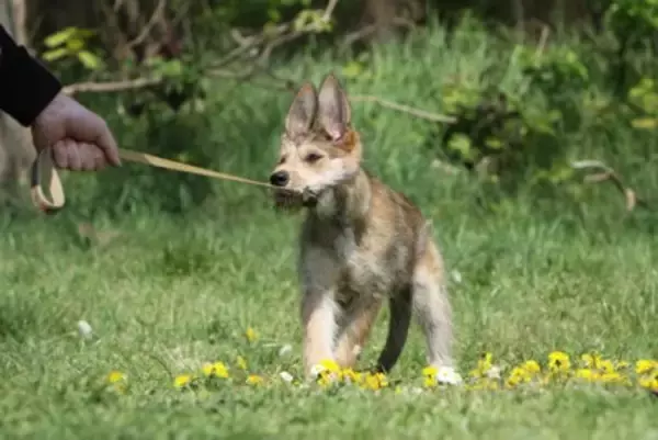 犬が『散歩中に立ち止まってしまう』理由3つ　歩きたがらない心理や注意点まで解説