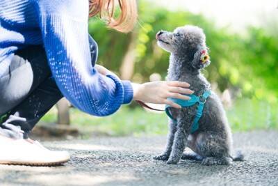 犬が『散歩中に立ち止まってしまう』理由3つ　歩きたがらない心理や注意点まで解説