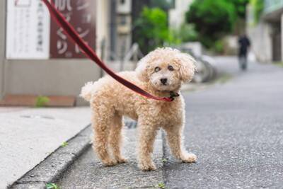 犬が『散歩中に立ち止まってしまう』理由3つ　歩きたがらない心理や注意点まで解説